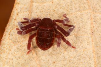 Media type: image;   Invertebrate Zoology 30914